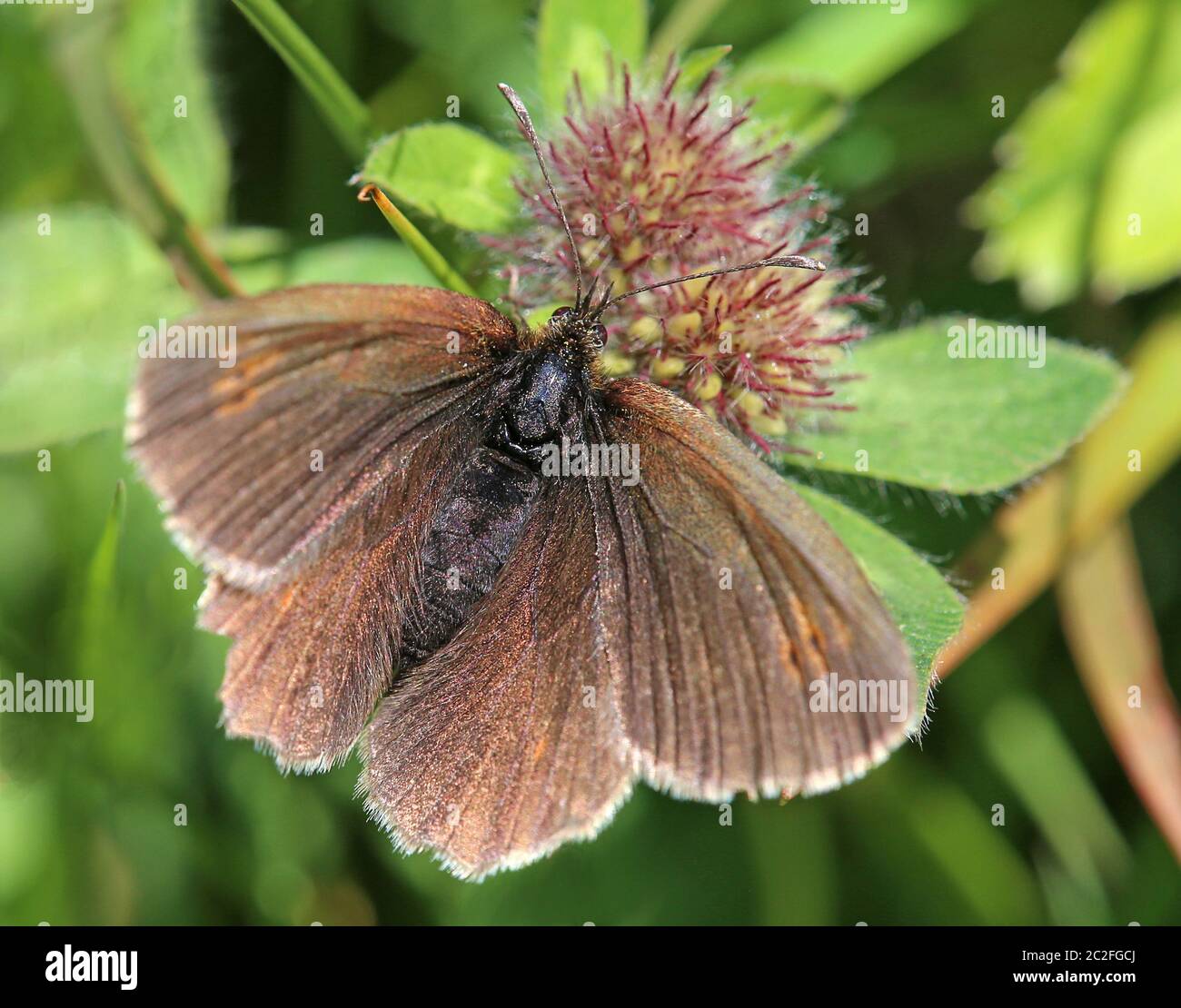 Macro Yellow-spotted moth Erebia manto Stock Photo