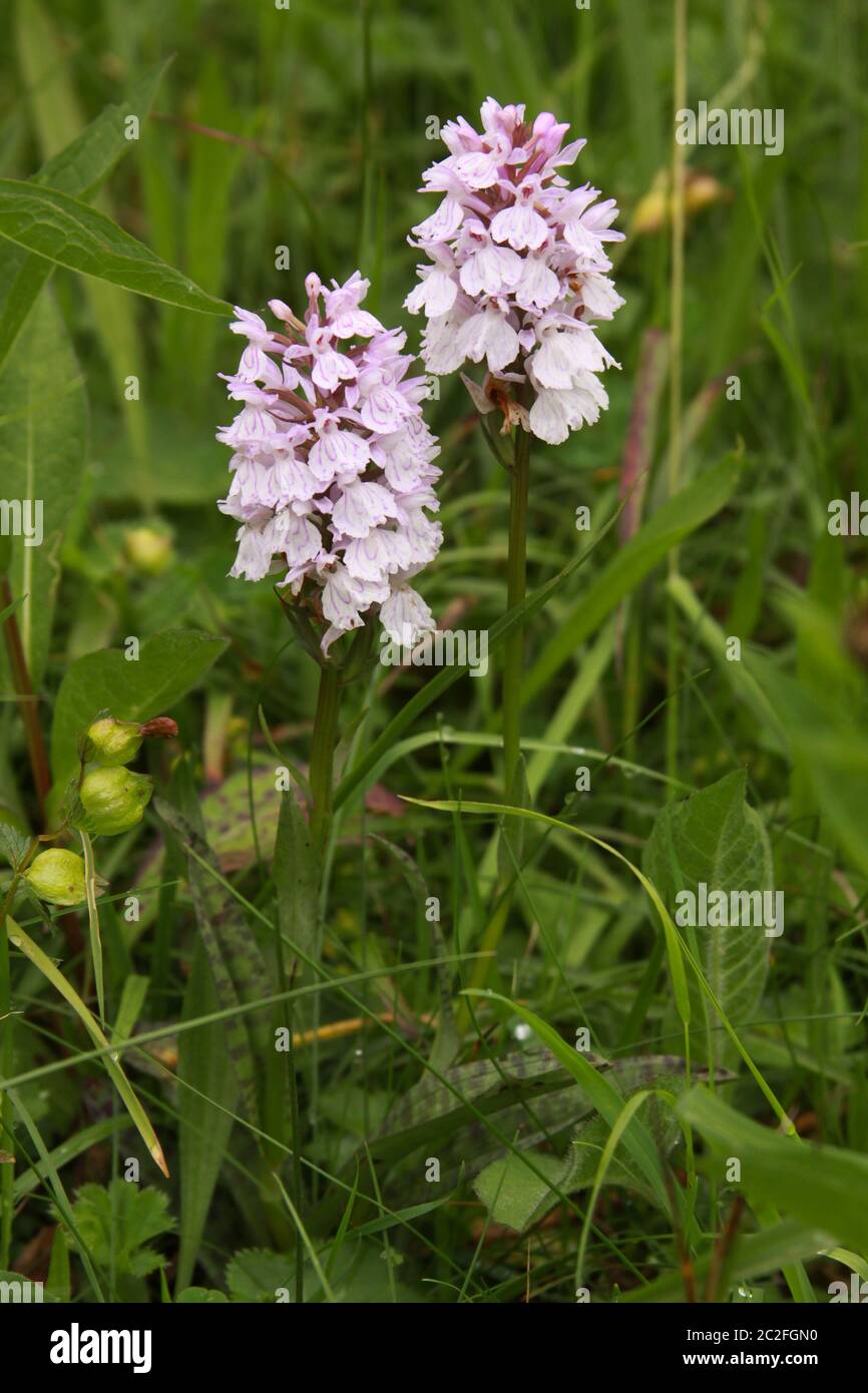Common spotted orchid in Transylvania Romania. Dactylorhiza, commonly called marsh orchid or spotted orchid, is a genus of flowering plants in the orc Stock Photo