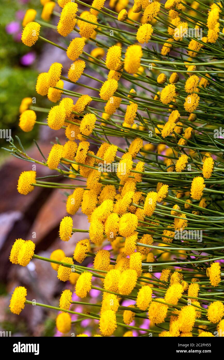 Yellow Santolina full bloom border Stock Photo
