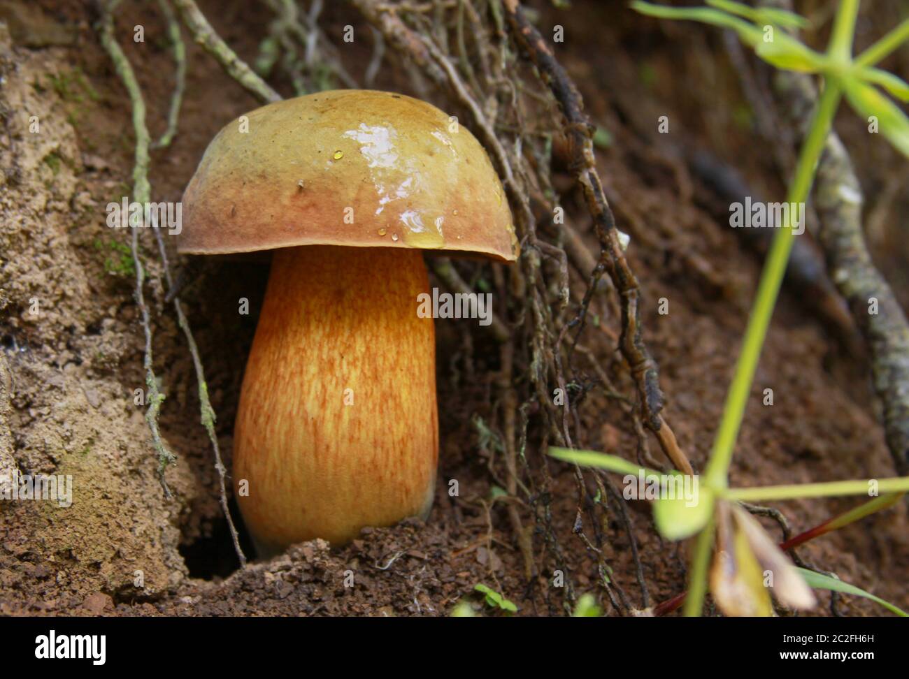Boletus calopus in the forest. Bolete mushroom in natural environment (Birch bolete - Leccinum scabrum - Boletus scaber syn.) Stock Photo