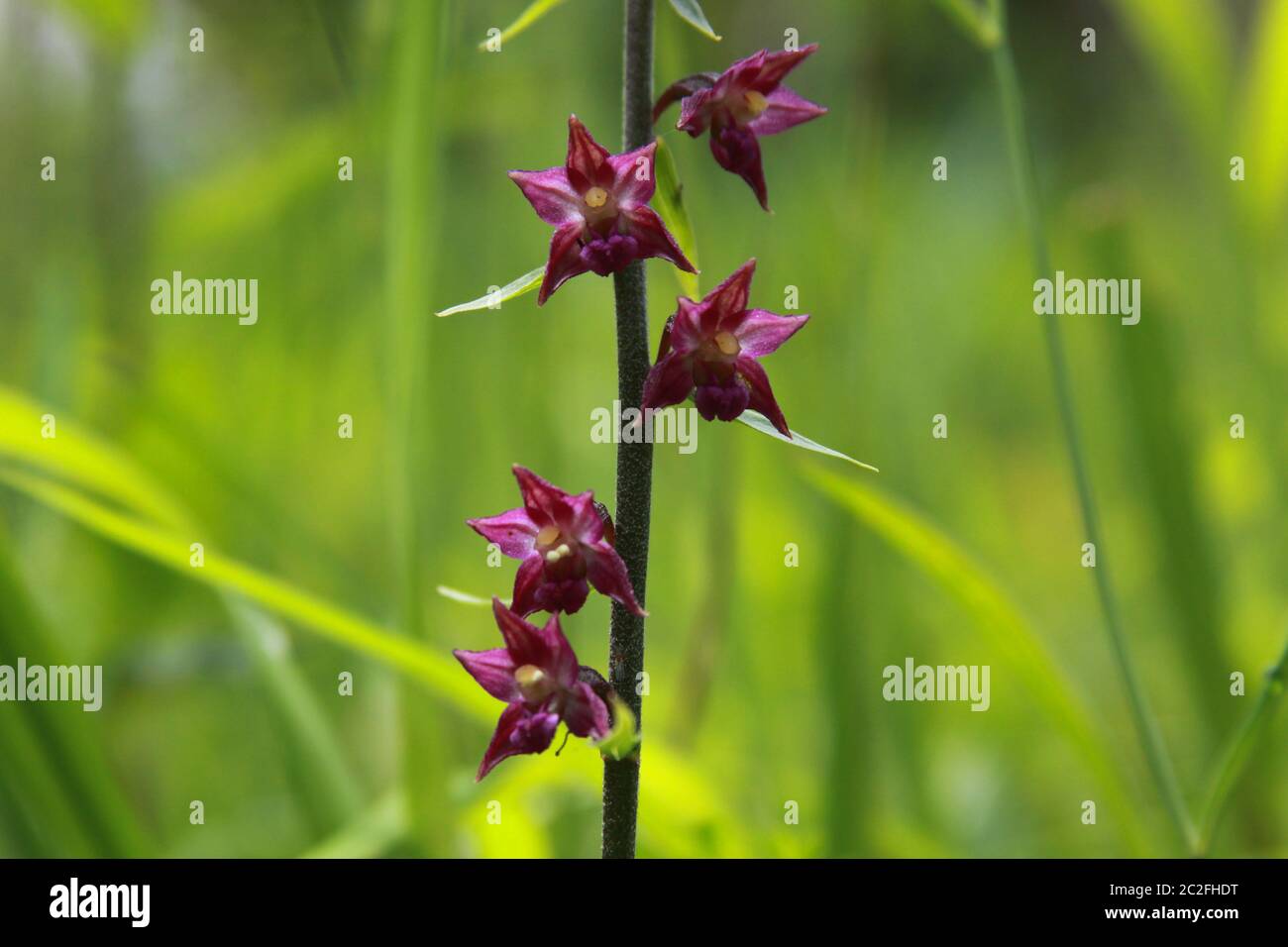 Cephalanthera rubra, known as red helleborine, is an orchid found in Europe, North Africa and southwest Asia. Stock Photo