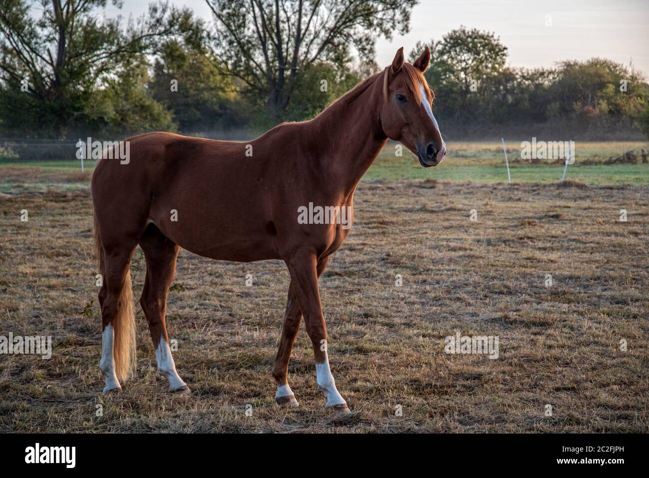 Pferd im Morgenlicht Stock Photo