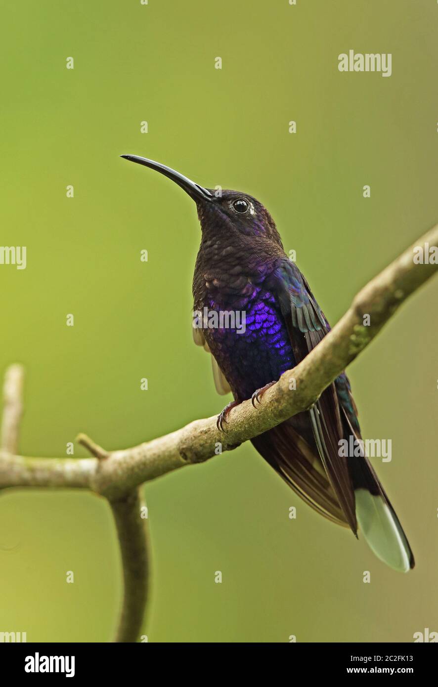 Violet Sabrewing (Campylopterus hemileucurus hemileucurus) adult male perched on twig  Pico Bonito,Honduras      February 2016 Stock Photo