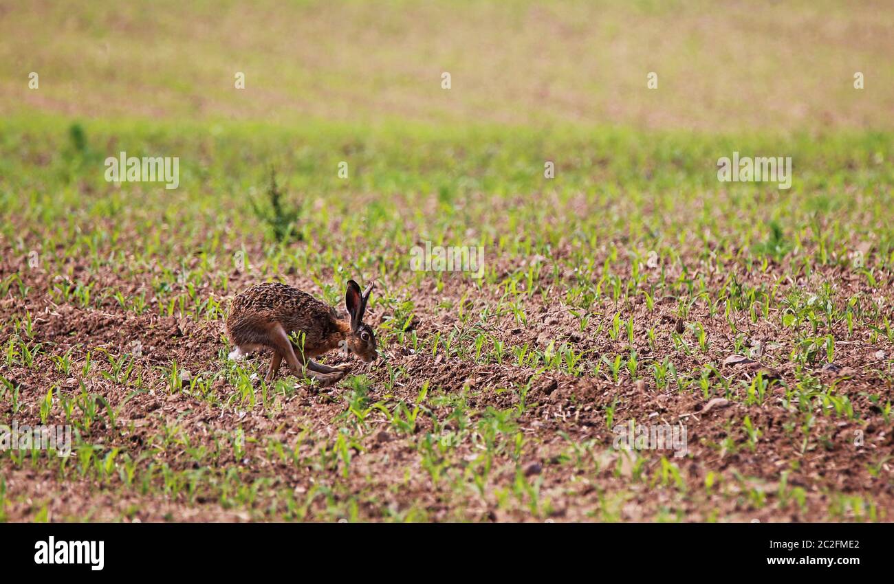 Field phase Lepus europaeus in the agricultural landscape Stock Photo