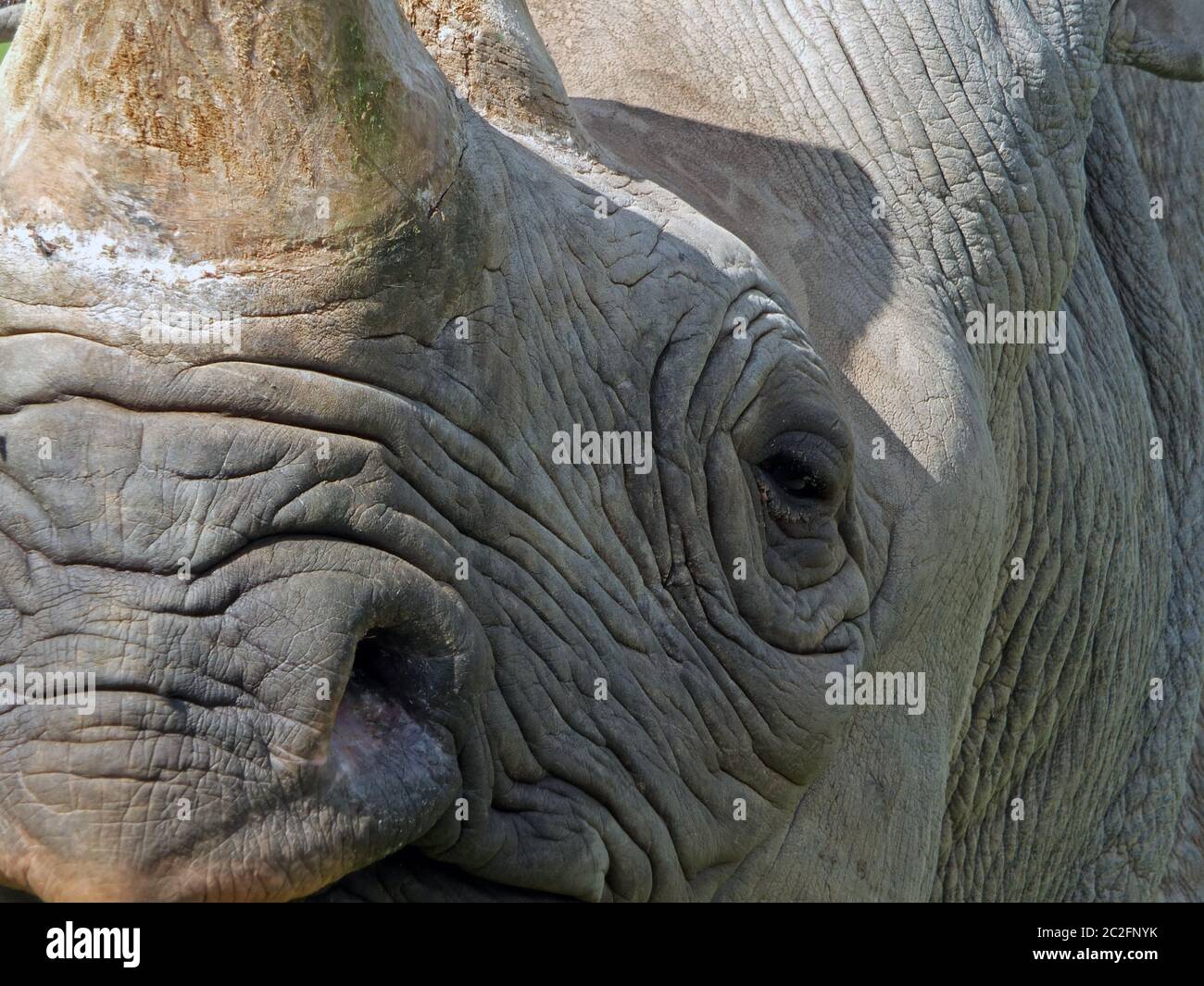 Premium Photo  Horn wide angle rhino grey skin expressive eyes symmetry  protection facing away sharp deep