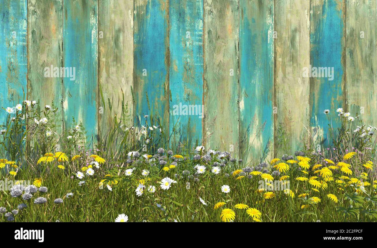 Old wooden fence in blue color with grass, overgrown with weeds and ...