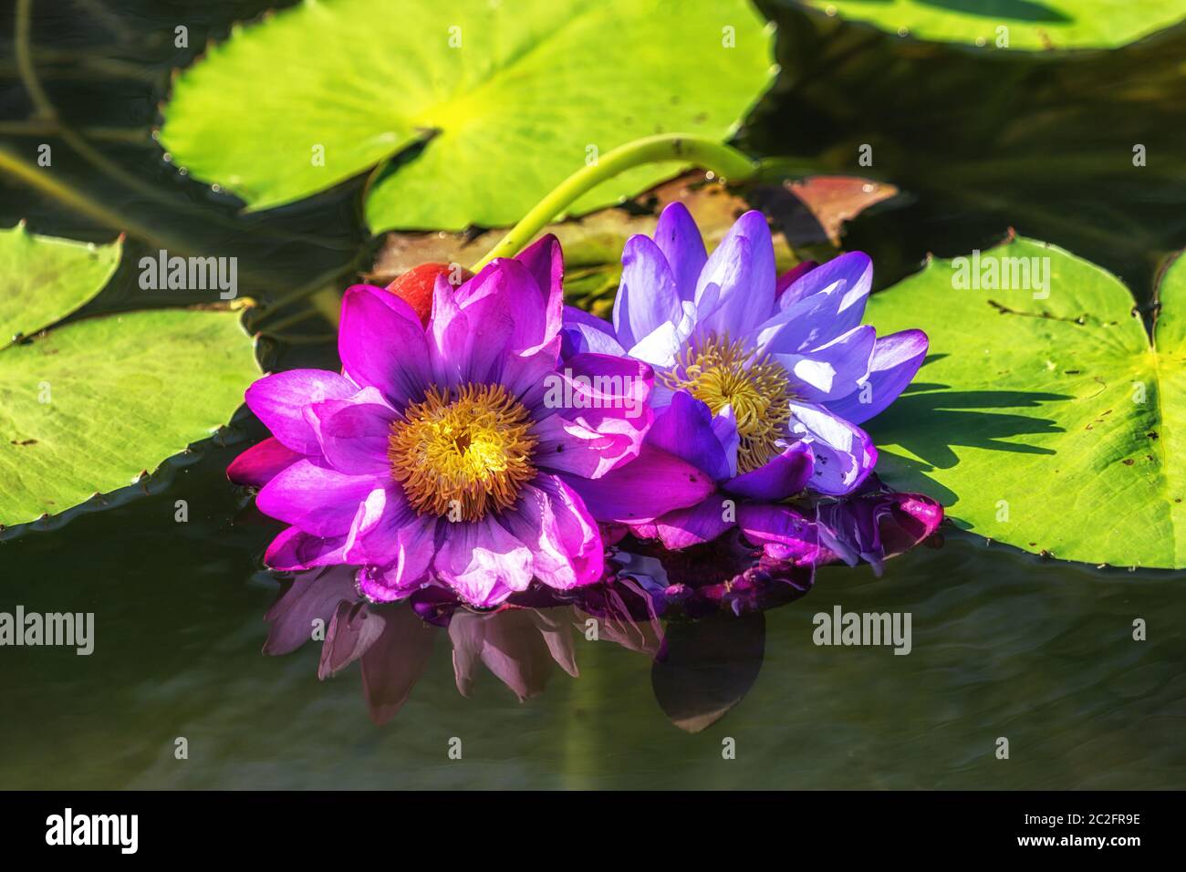 lotus flowers in semiwon garden taken up close Stock Photo Alamy