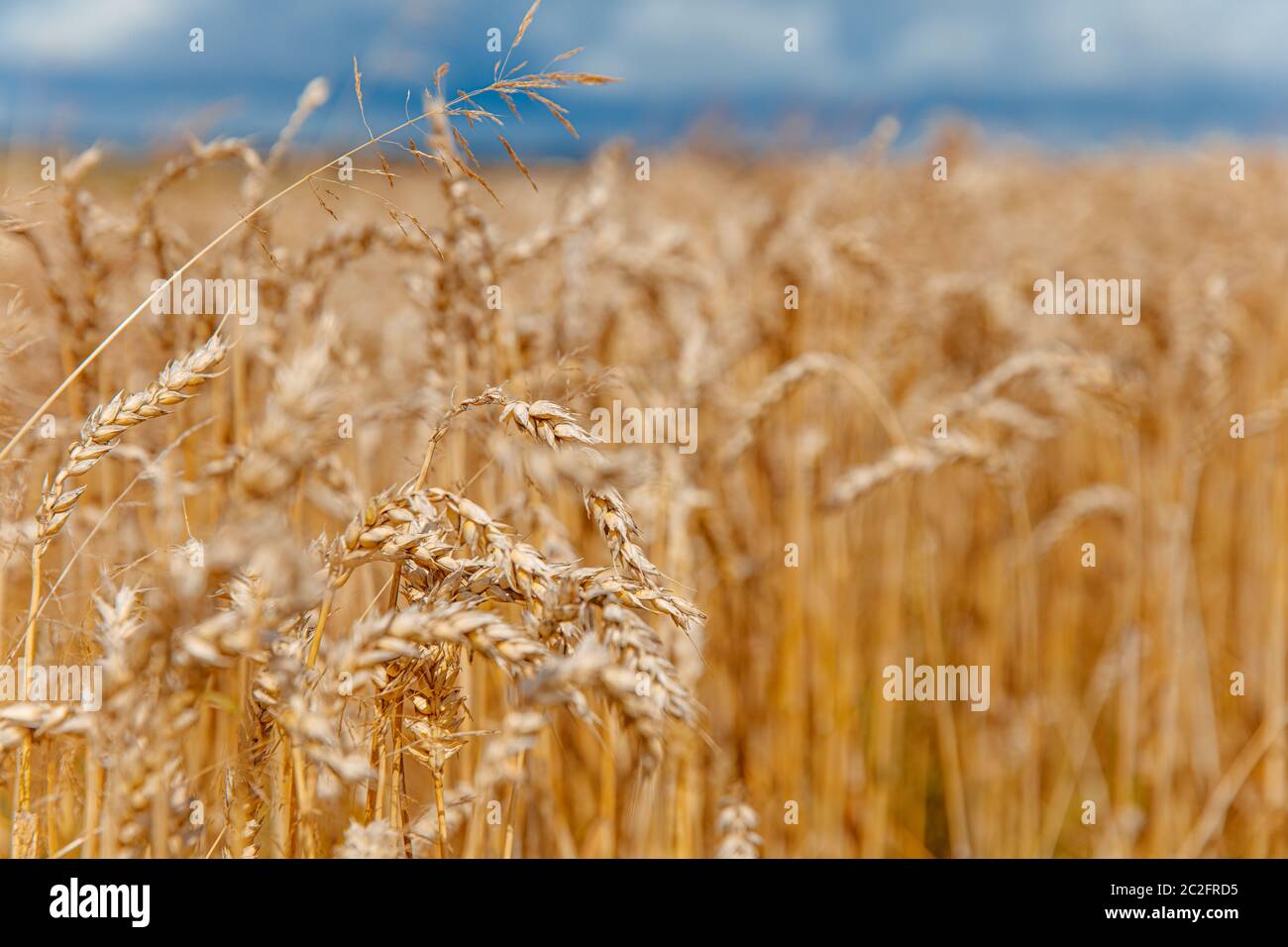 Abstract pattern with golden wheat field over blue sky. Concept of national ukrainian symbol. Texture wallpaper and background Stock Photo - Alamy Abstract pattern with golden wheat field over blue sky. Concept of national ukrainian symbol. Texture wallpaper and background Stock Photo - Alamy