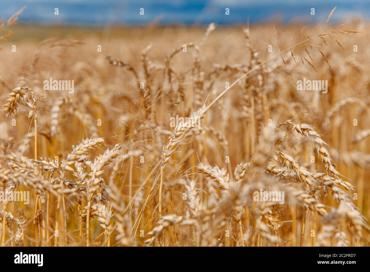 Close up of ears of wheat with blur background of blue sky during ...