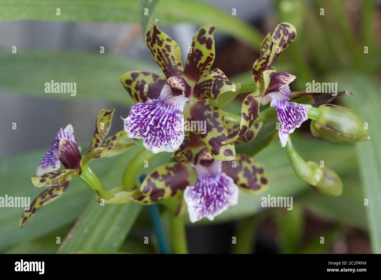 Zygopetalum 'Titanic' x 'Adelaide Meadows' Stock Photo