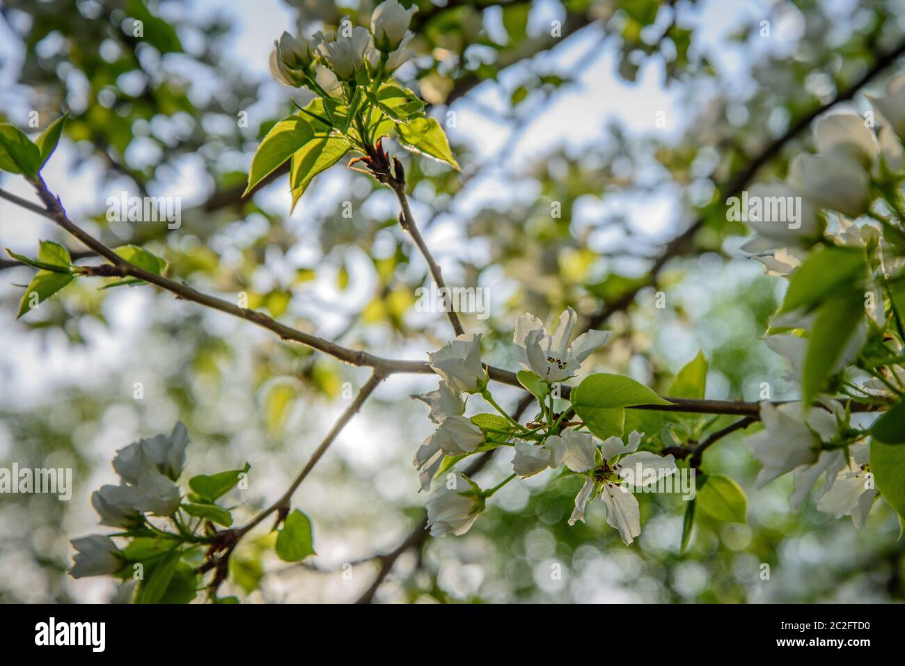 Apple tree branch with white flowers in early spring close-up Stock ...