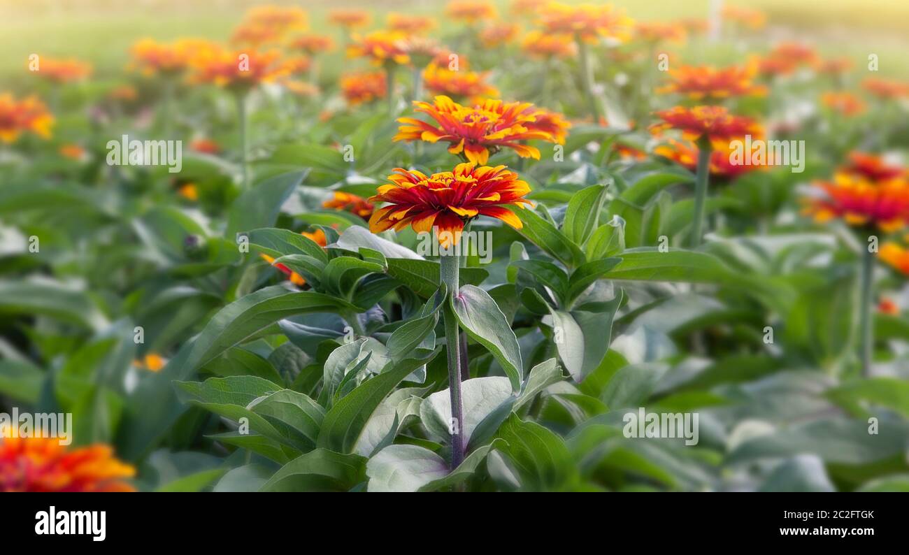 Garden of orange wildflowers with a soft focus and glow Stock Photo
