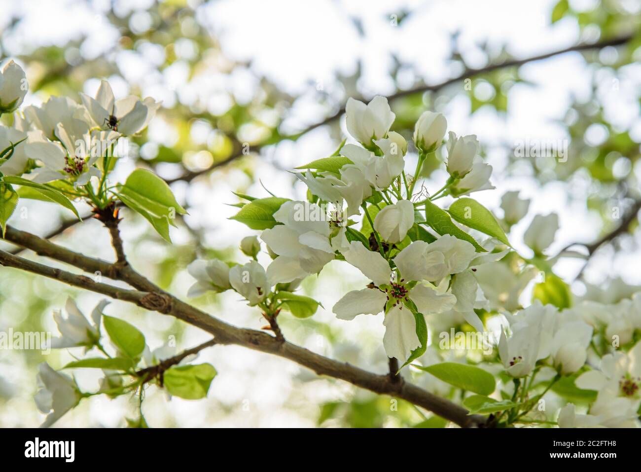 Apple tree branch with white flowers in early spring close-up Stock ...