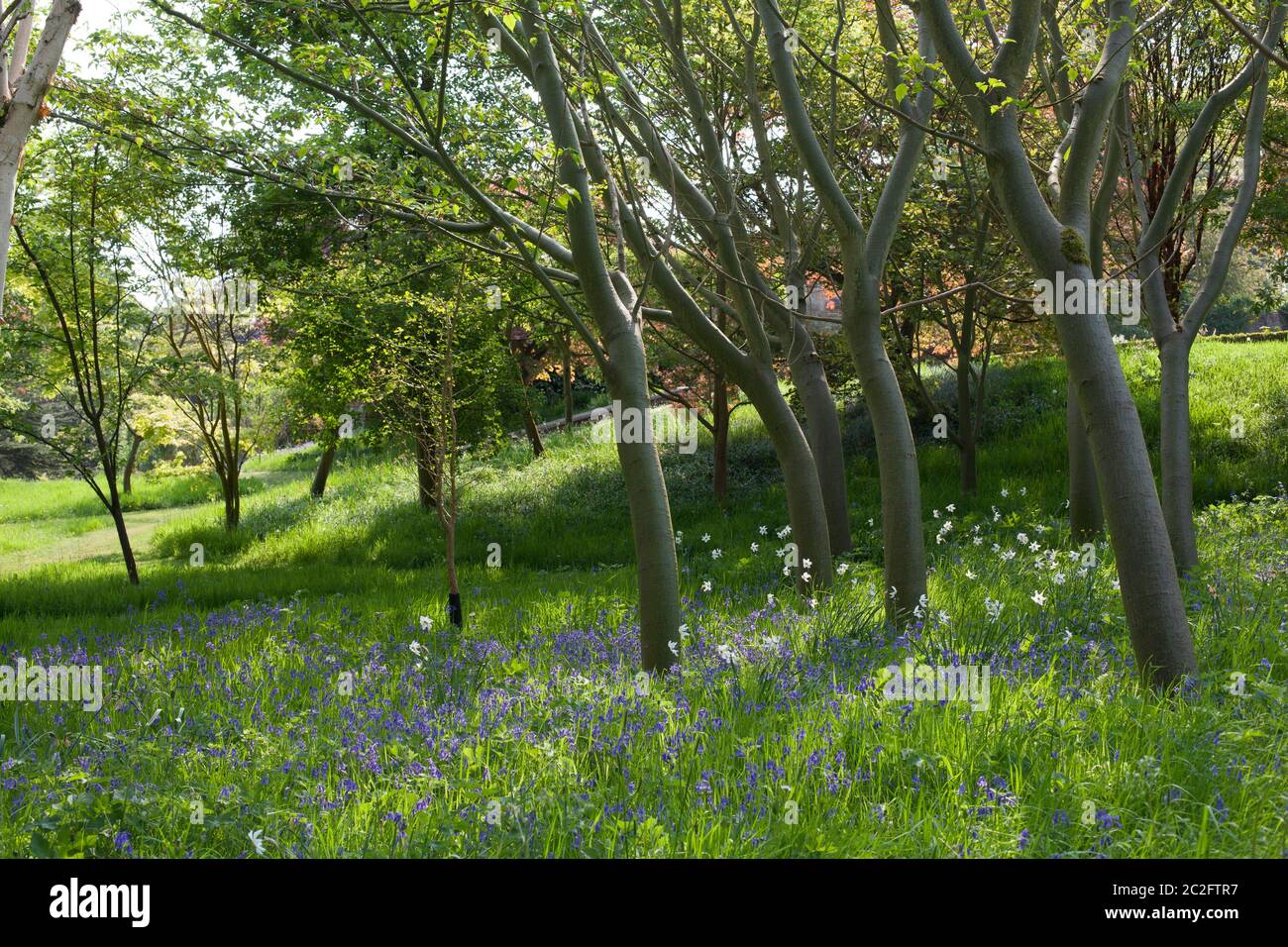 Hyacinthoides non-scripta - Bluebells naturalised in meadow area - Preen Manor, Church Preen, Shropshire in Spring Stock Photo