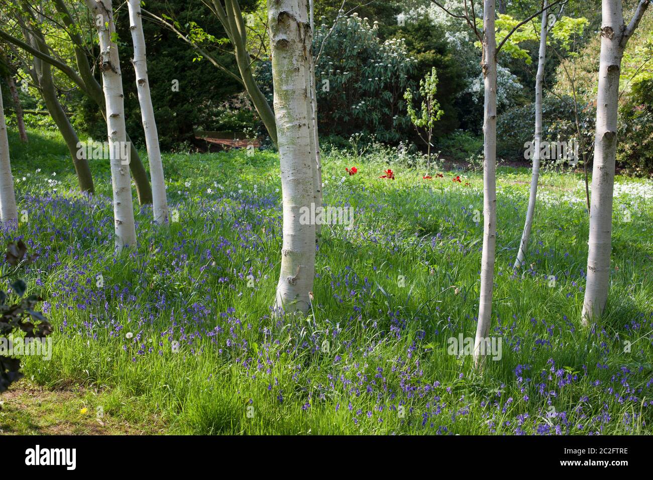 Hyacinthoides non-scripta - Bluebells naturalised in meadow area - Preen Manor, Church Preen, Shropshire in Spring Stock Photo