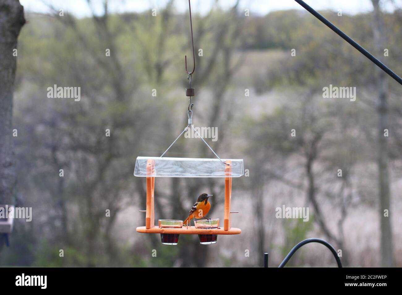 A female Baltimore Oriole sitting on a bird feeder with grape jelly