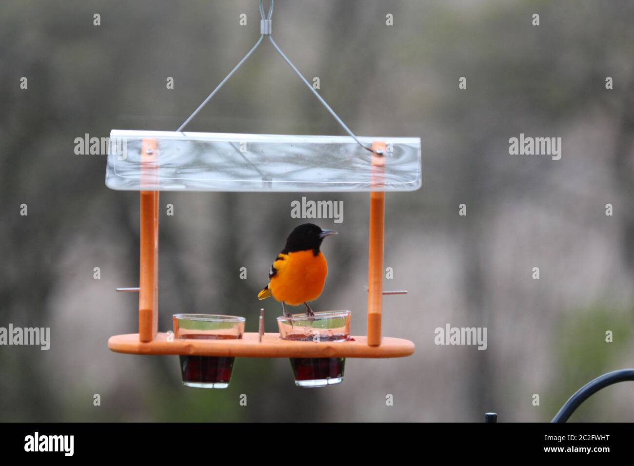 A male Baltimore Oriole sitting on a bird feeder with grape jelly Stock