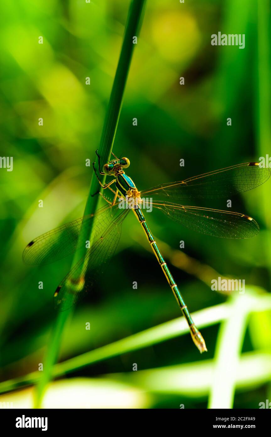 Colorful Dragonfly resting on a twig with blurred green nature ...