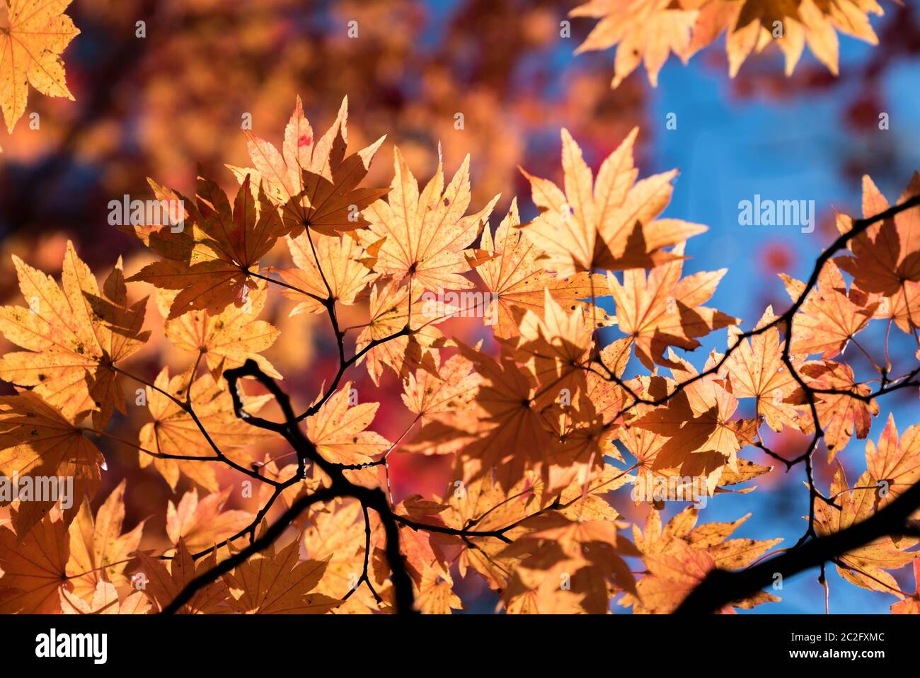 Red leave of maple tree for autumn fall background Stock Photo - Alamy