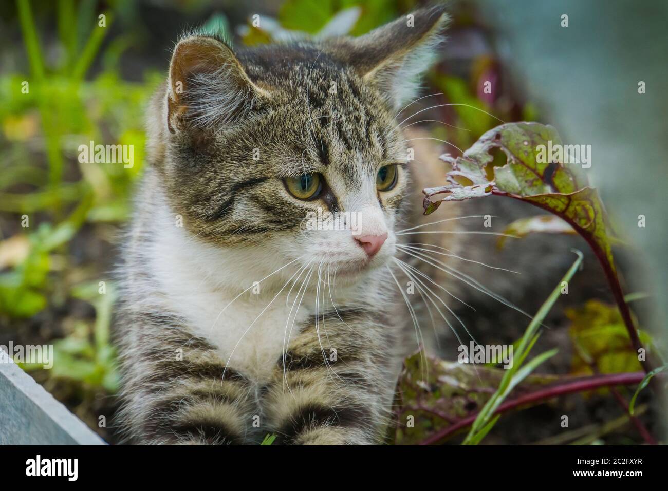 Cute tabby cat in the summer garden Stock Photo - Alamy