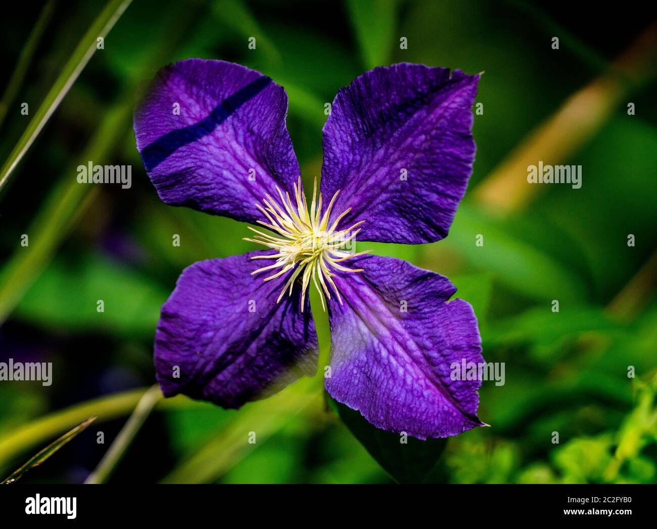 Purple clovers hi-res stock photography and images - Alamy