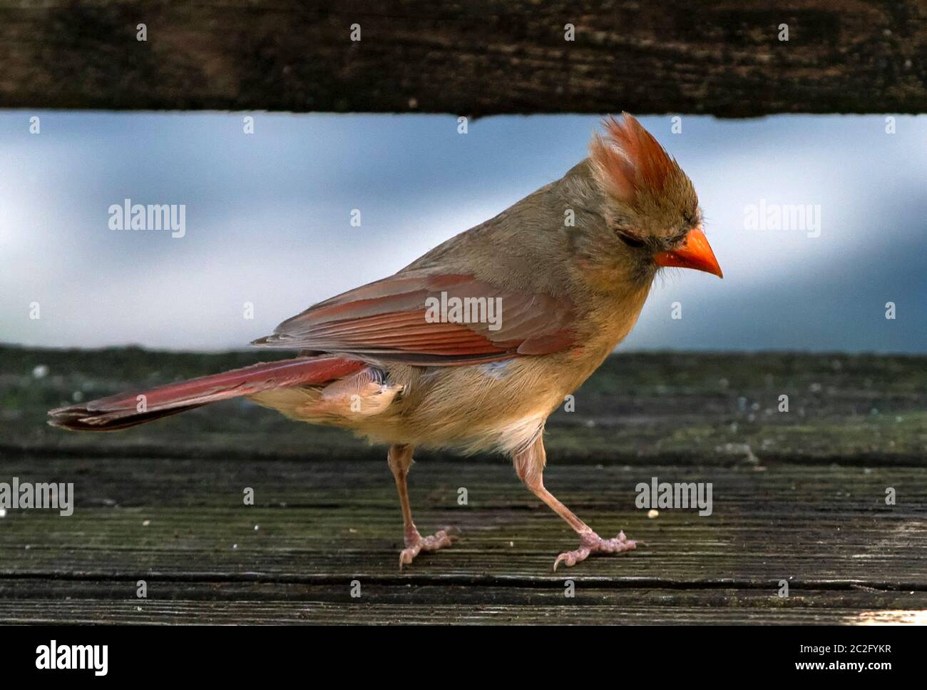 Down on the deck Stock Photo - Alamy