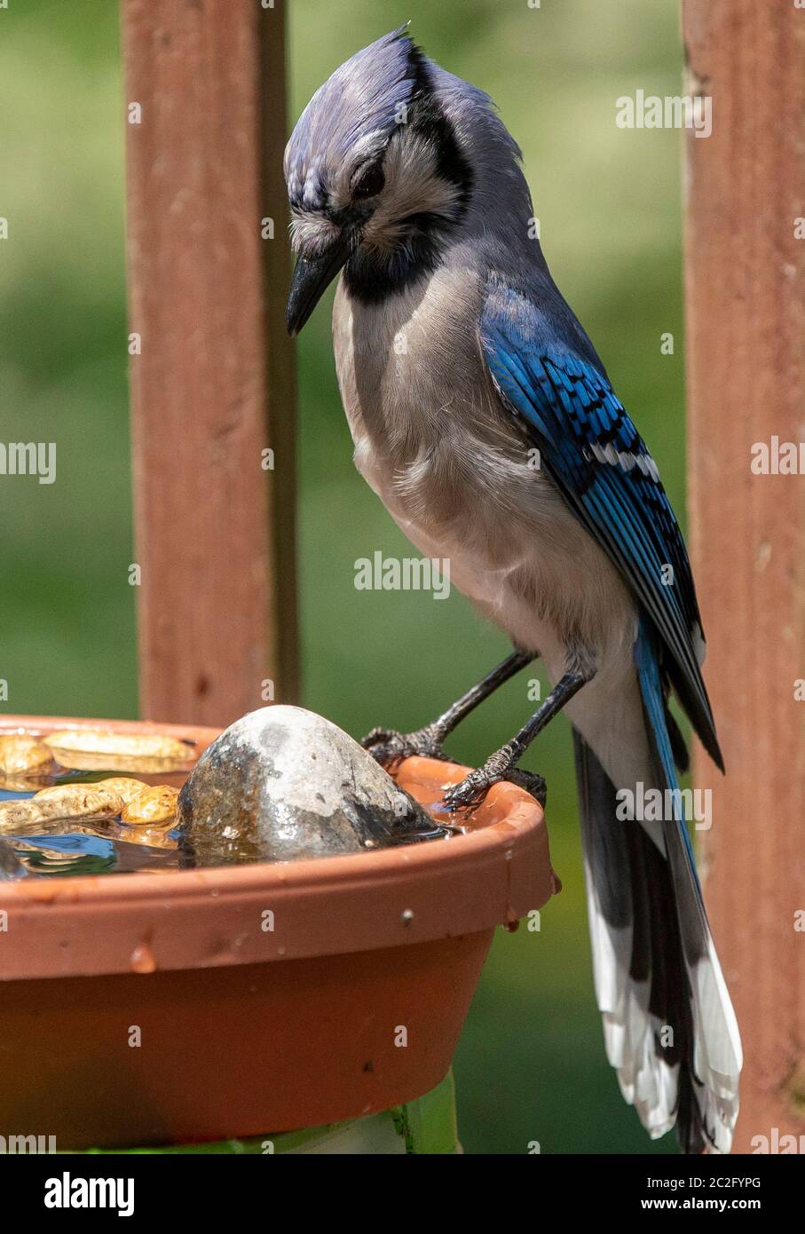 Standing on the edge Stock Photo Alamy