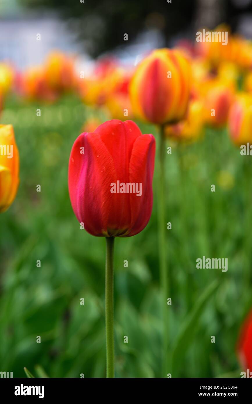 Tulips in a flower bed close-up in summer on a Sunny day Stock Photo