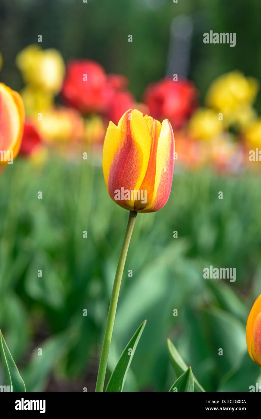 Tulips in a flower bed close-up in summer on a Sunny day Stock Photo