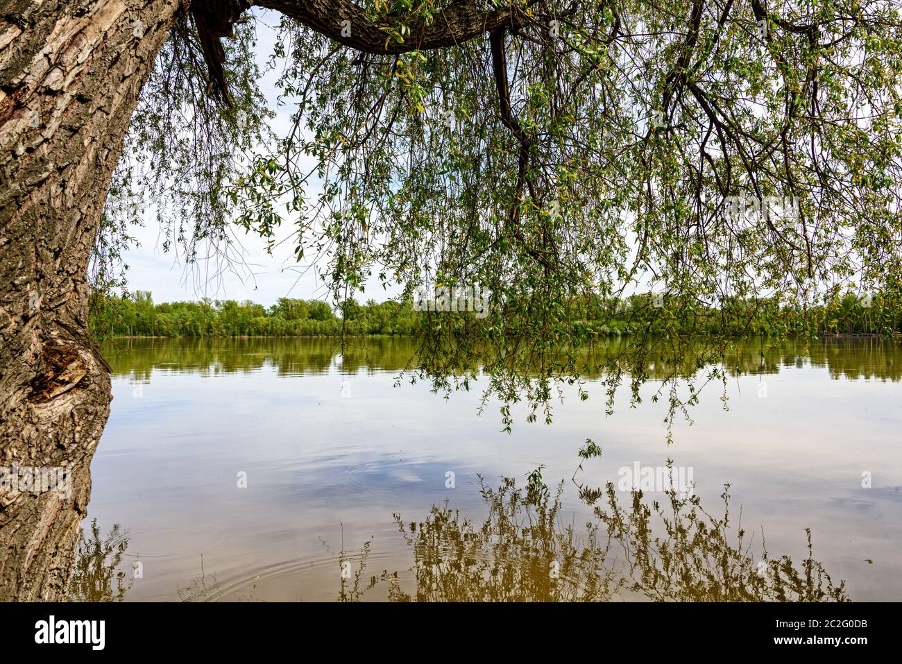 Tree with green leaves over the river with reflection in the water in ...