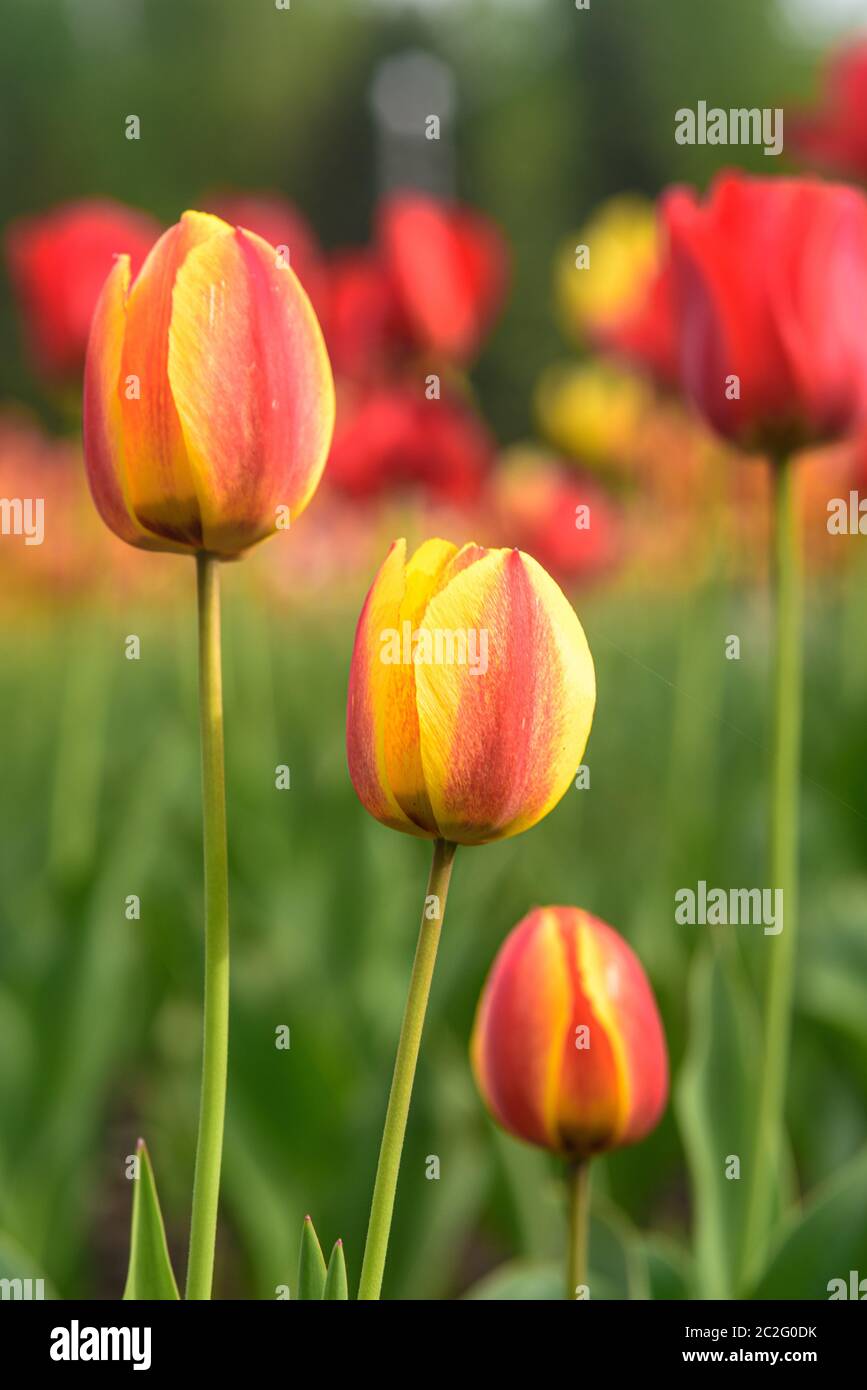 Tulips in a flower bed close-up in summer on a Sunny day Stock Photo