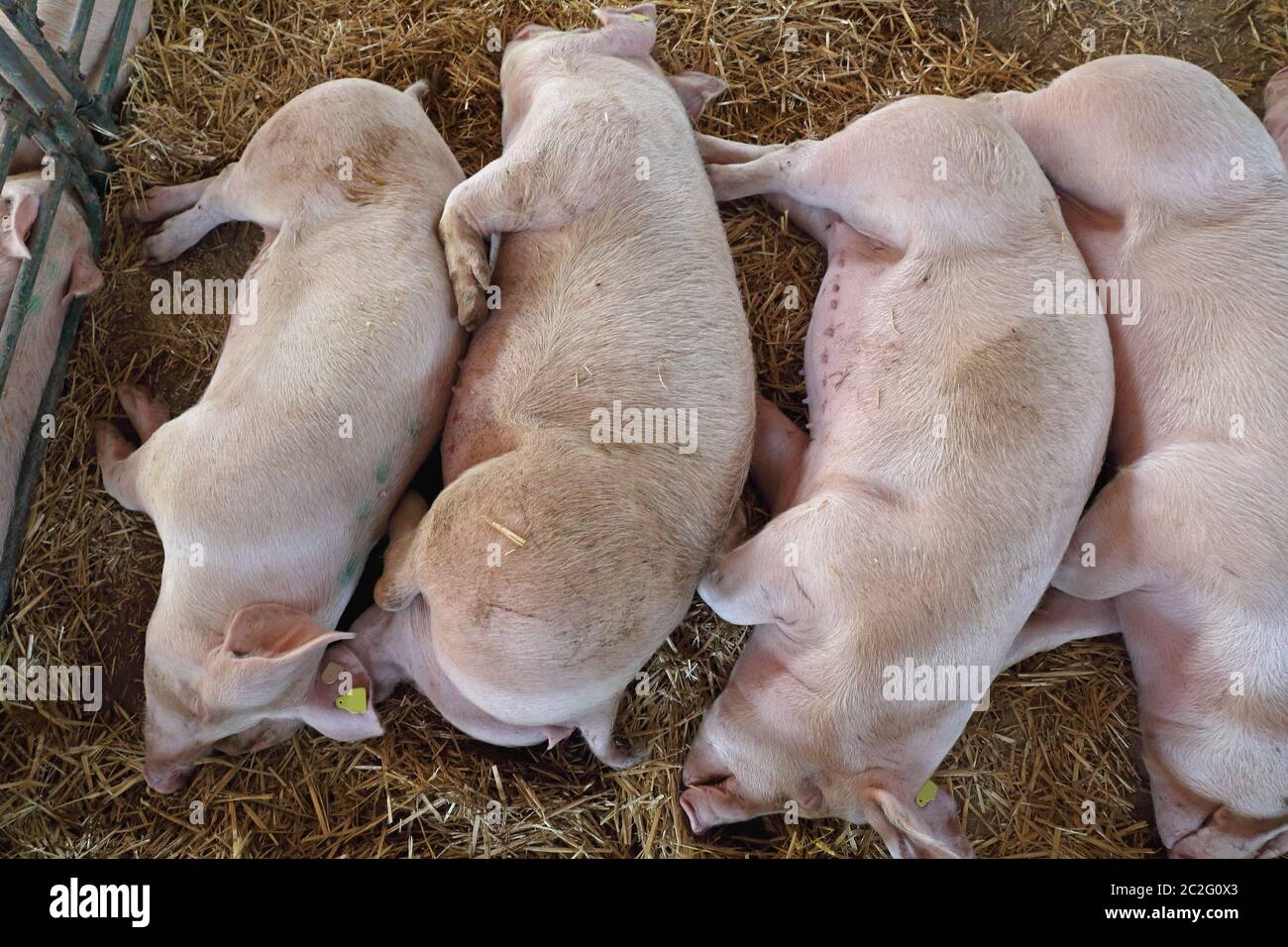 Dead Pigs in Parlor at Farm Stock Photo Alamy