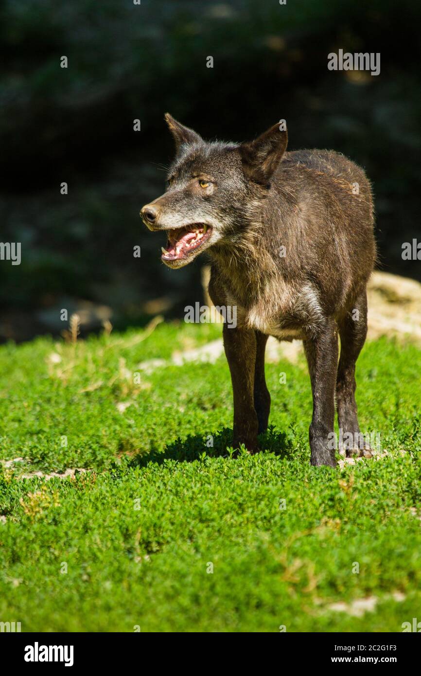 Eastern Wolf or american grey wolf (Canis lupus lycaon) Stock Photo