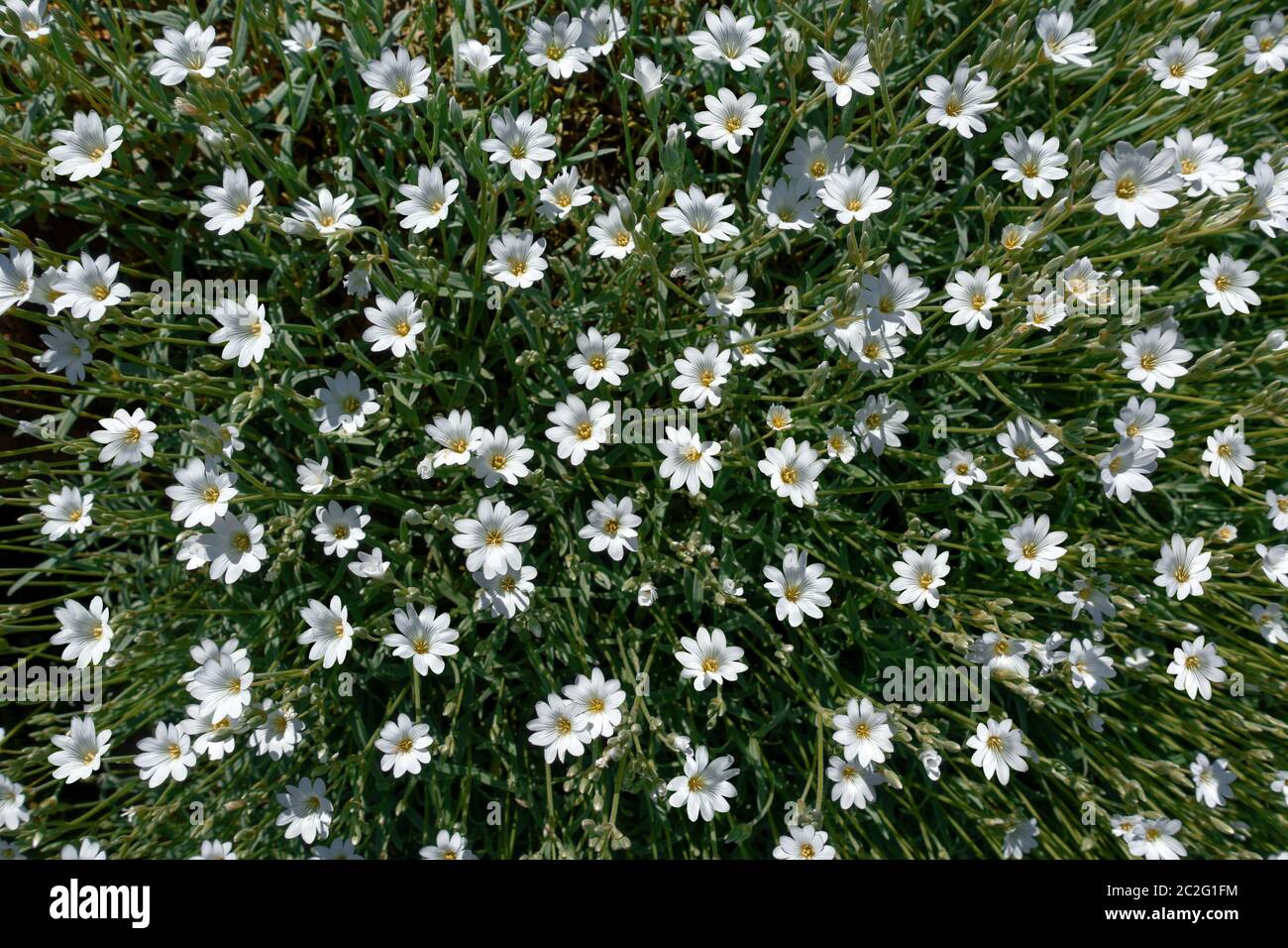 Rock garden plant Snow-in-summer - Cerastium tomentosum - with numerous white flowers Stock Photo