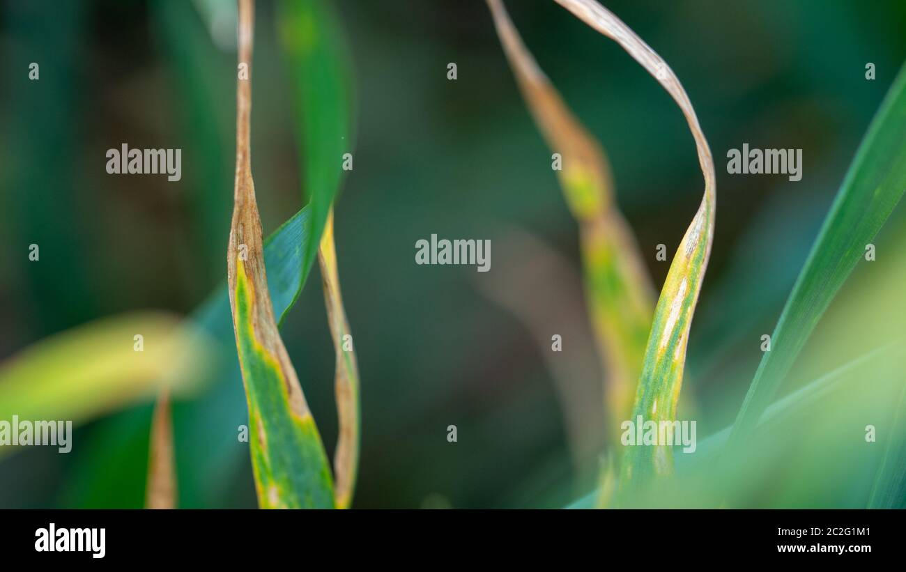 Wheat shoots with septoria. Crop loss due to plant diseases Stock Photo