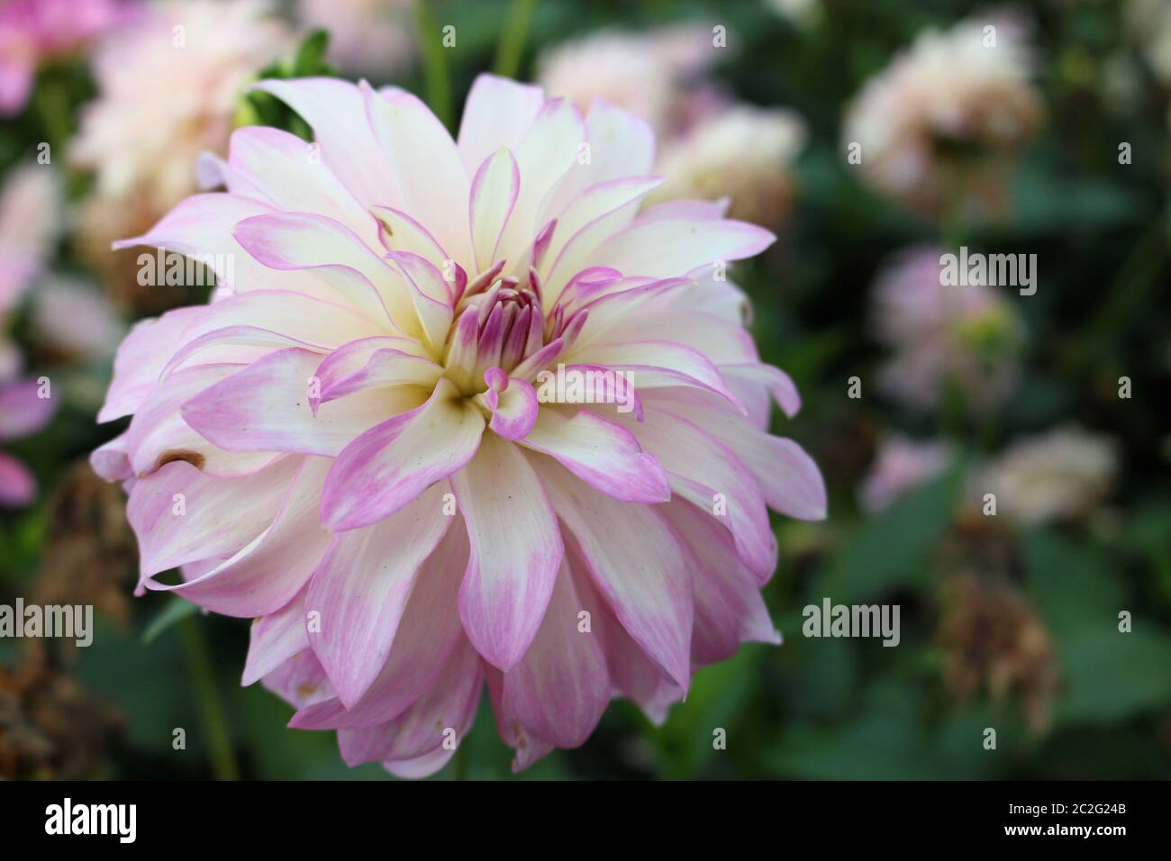 Pink and white dahlia variety Maiko Girl flower with a background of blurred leaves and flowers and good copy space. Stock Photo