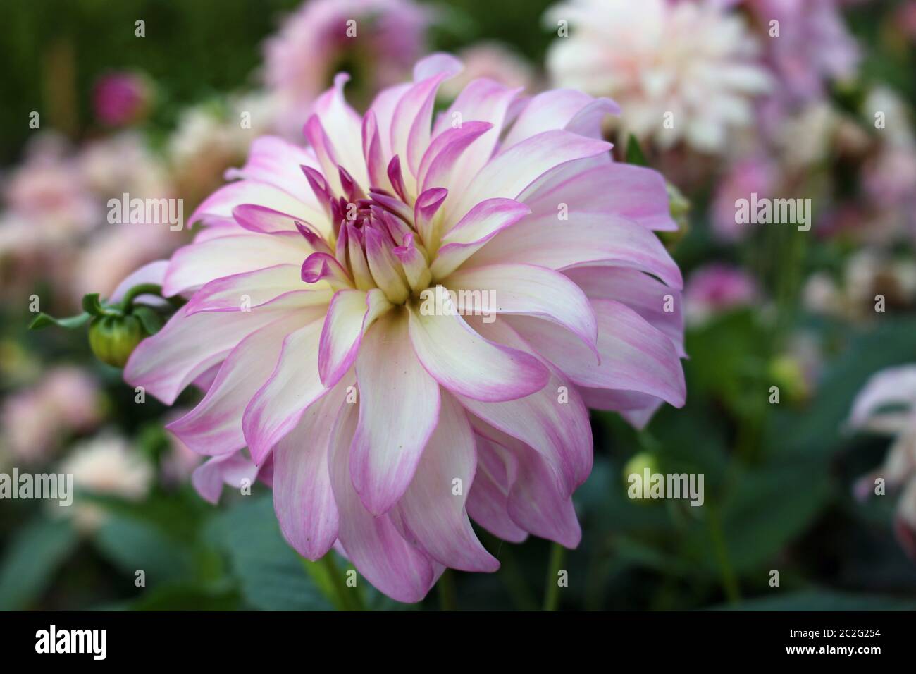 Pink and white dahlia variety Maiko Girl flower with a background of blurred leaves and flowers and good copy space. Stock Photo