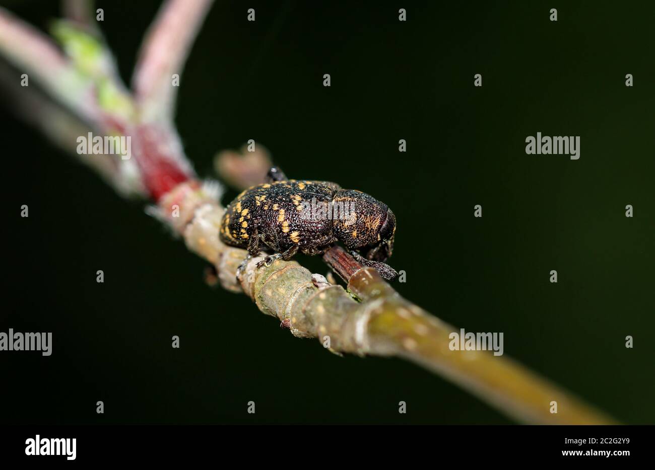 Close-up of a weevil beetle on a plant Stock Photo