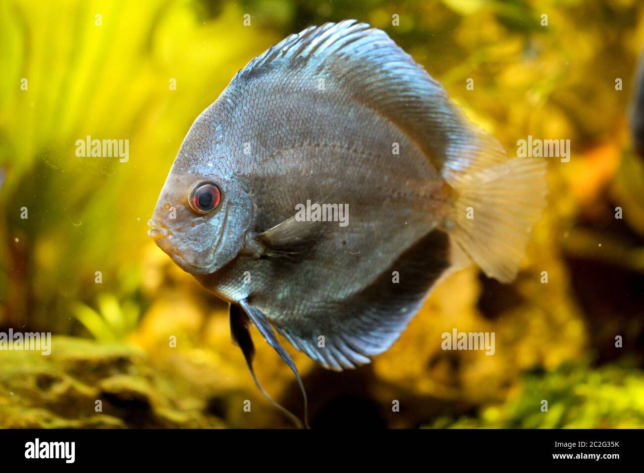 View, portrait of a discus fish in aquarium Stock Photo