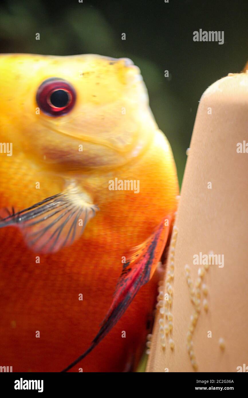 view, portrait of a discus fish spawning on spawning cone Stock Photo
