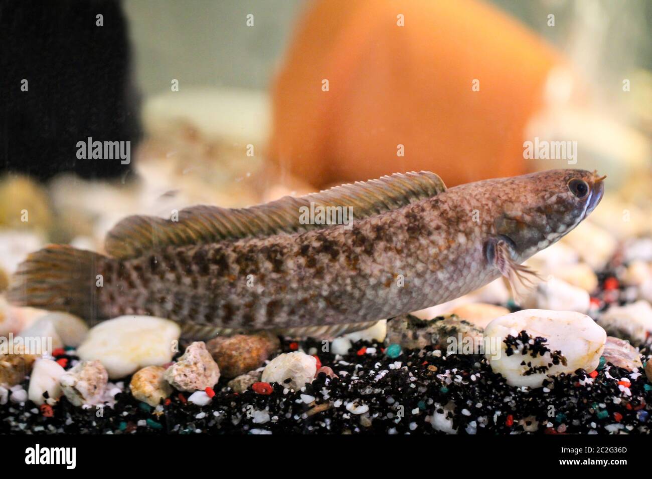 View, portrait of a snakehead fish in aquarium Stock Photo