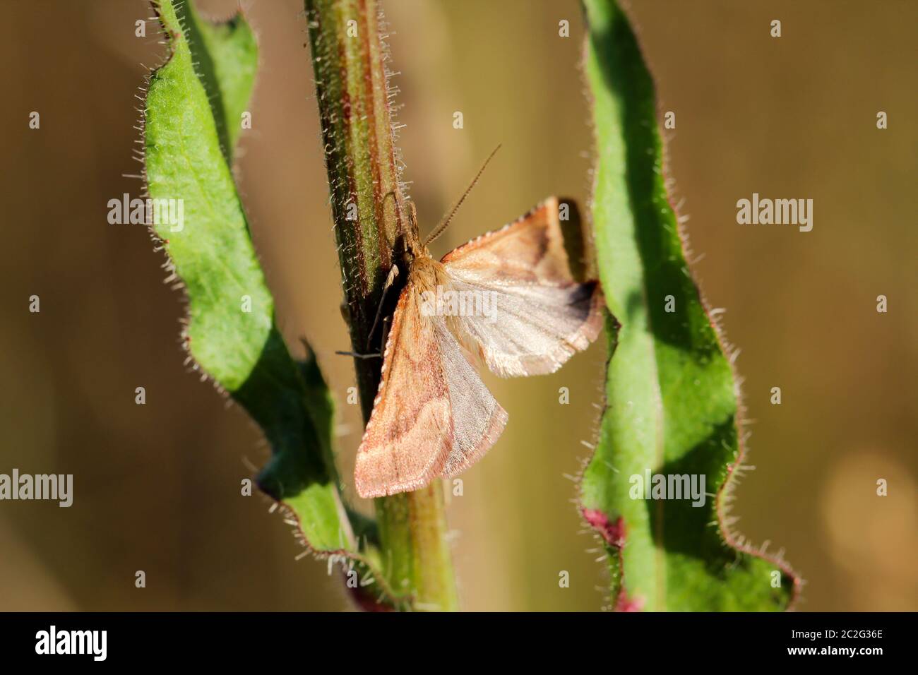 close up, details of a butterfly, insect Stock Photo - Alamy