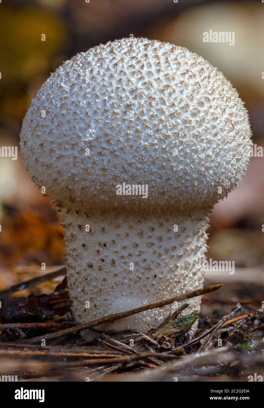 Common puffball mushroom - Lycoperdon perlatum - growing in green sphagnum moss close up Stock Photo