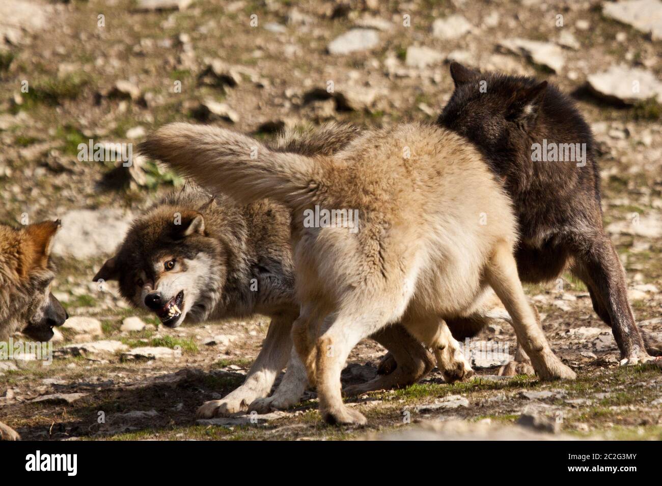 Eastern Wolf or american grey wolf (Canis lupus lycaon) Stock Photo
