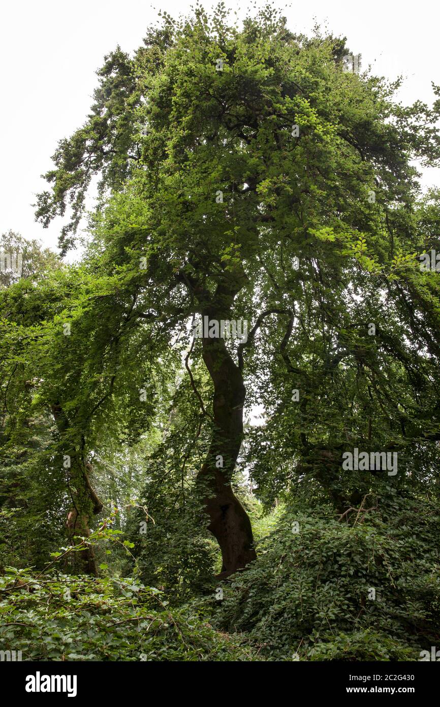 the so called witch beeches near Haltern in the district Recklinghausen, North Rhine-Westphalia, Germany.  die Hexenbuchen bei Haltern im Kreis Reckli Stock Photo