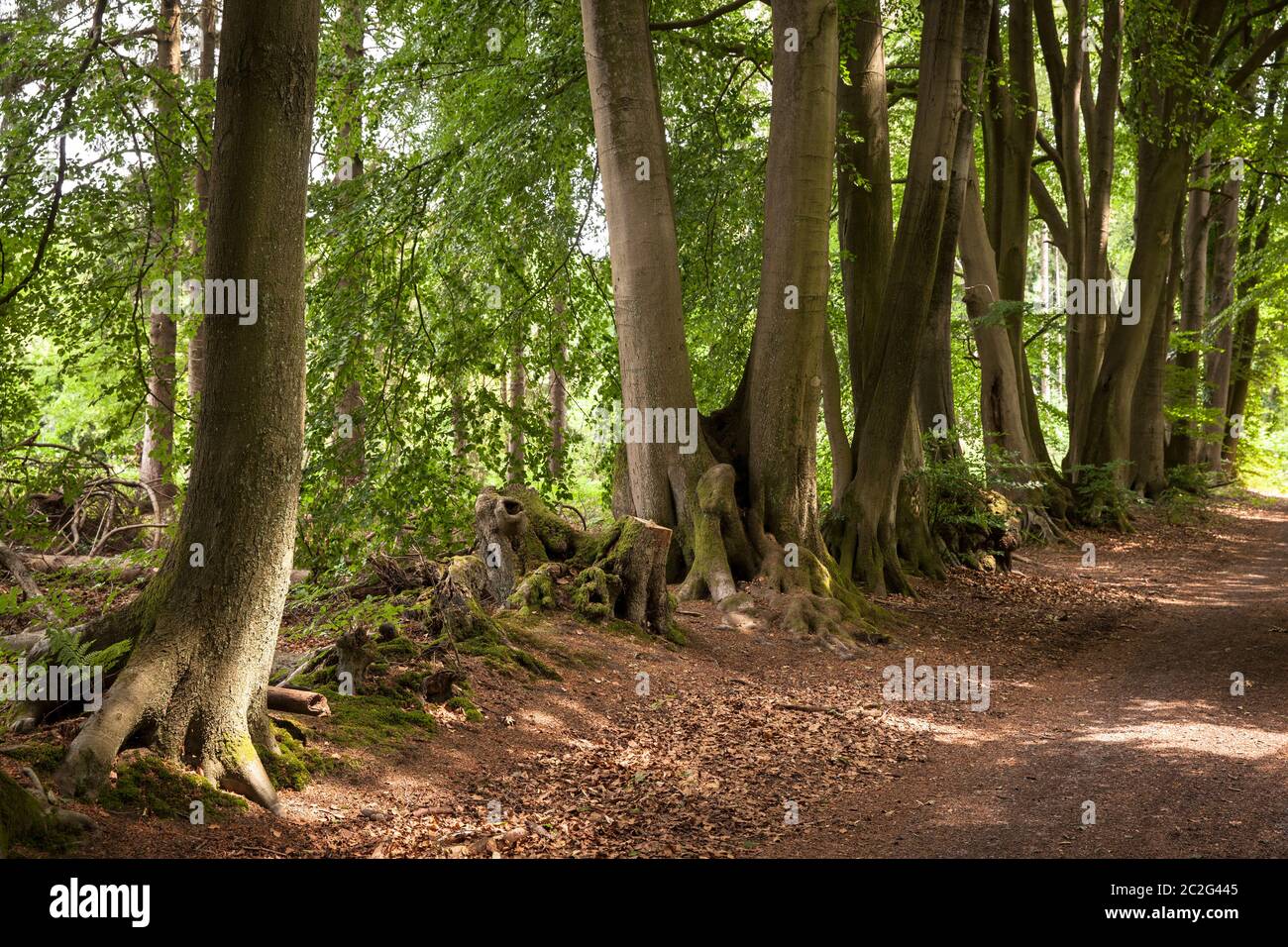 beeches near Haltern in the district Recklinghausen, North Rhine-Westphalia, Germany.  Buchen bei Haltern im Kreis Recklinghausen, Nordrhein-Westfalen Stock Photo