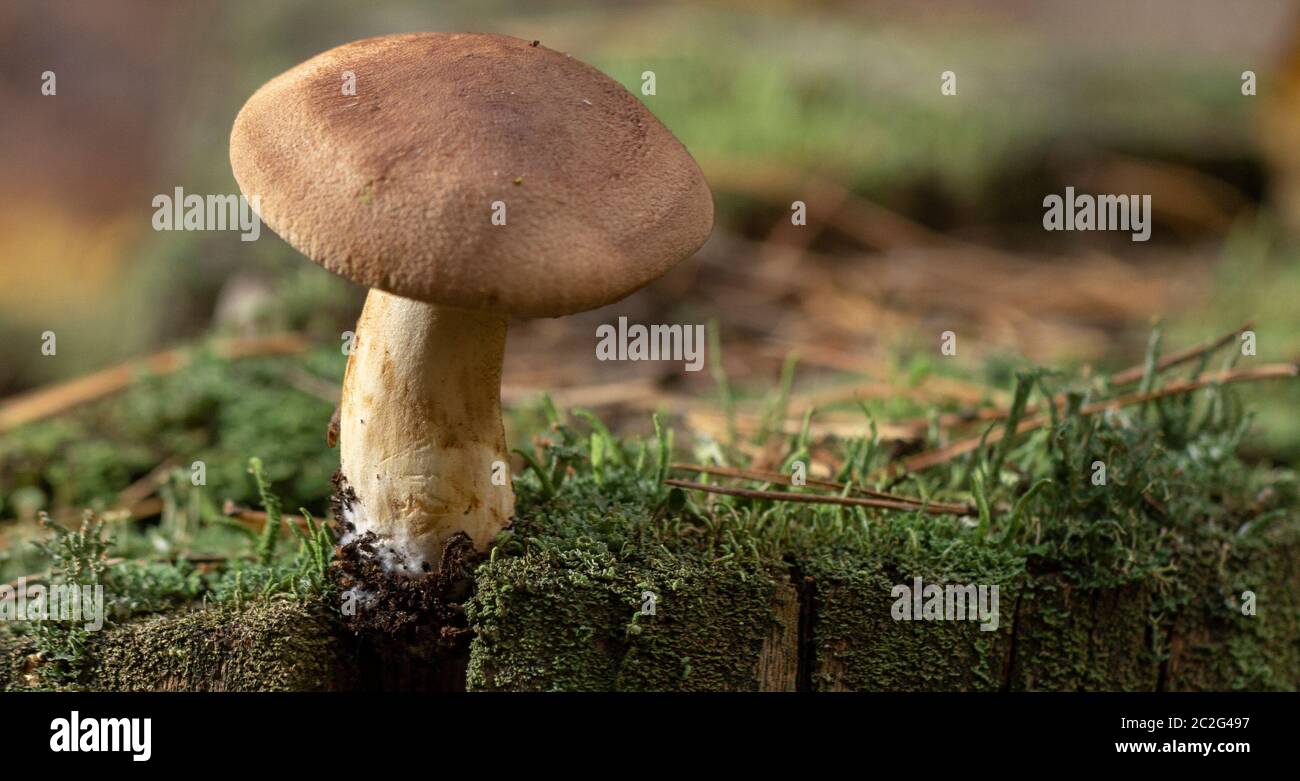 Large group of Tricholoma imbricatum, or Matt Knight mushrooms Stock Photo