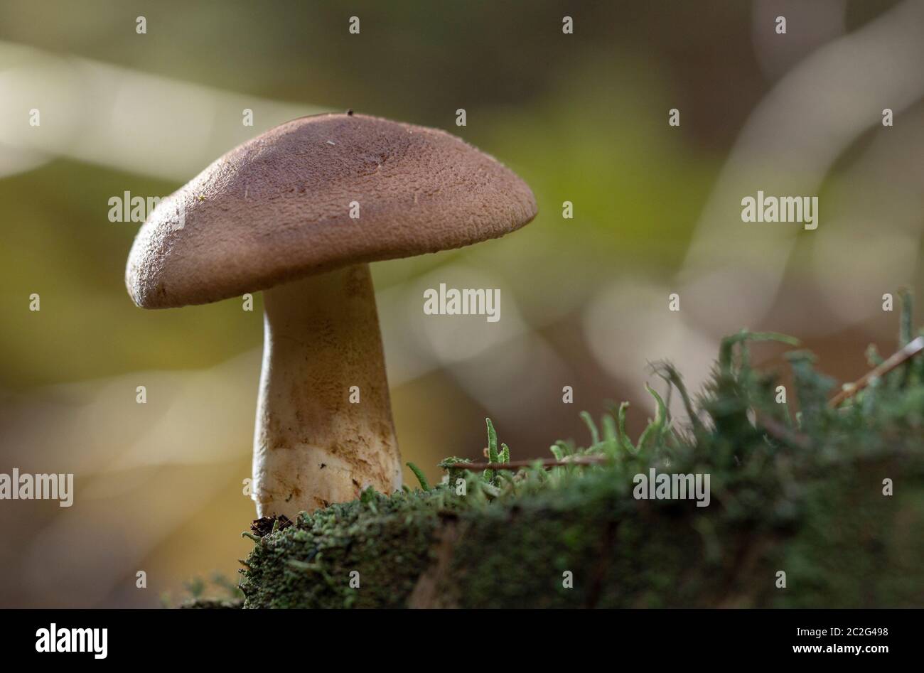 Large group of Tricholoma imbricatum, or Matt Knight mushrooms Stock Photo