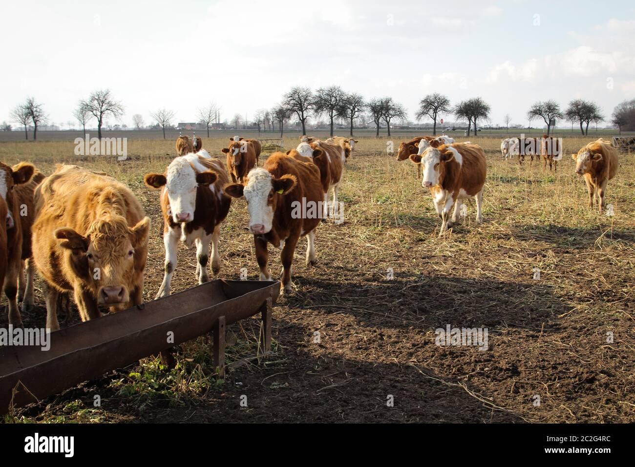 cows on the pasture, a species appropriate form of attitude Stock Photo
