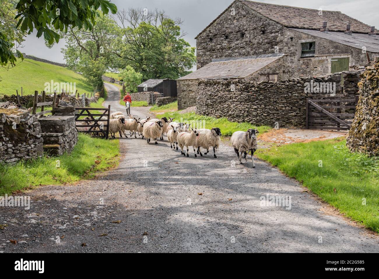 Getting the sheep in Stock Photo